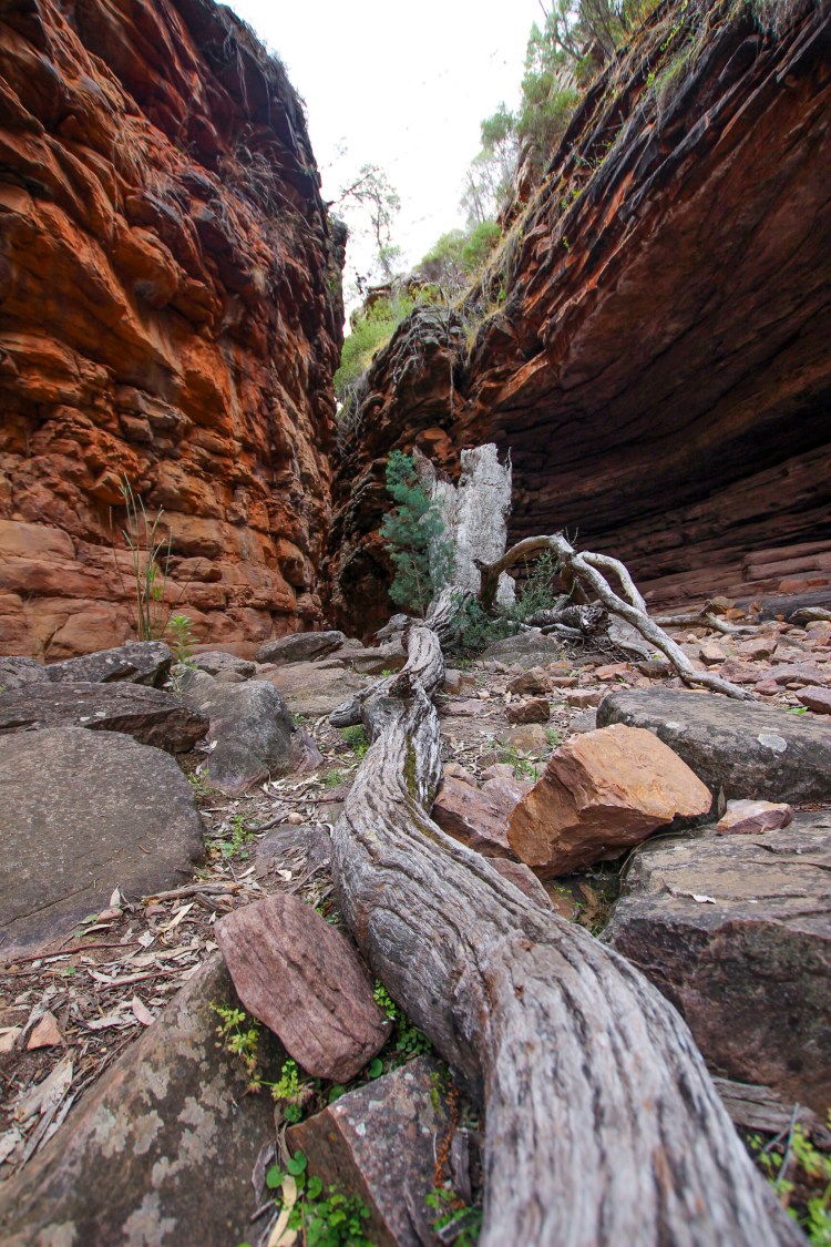 Flinders Range Yogi Journey