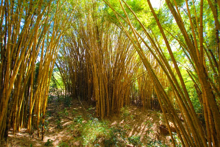 San Jose Xandari Resort Yogi Journey